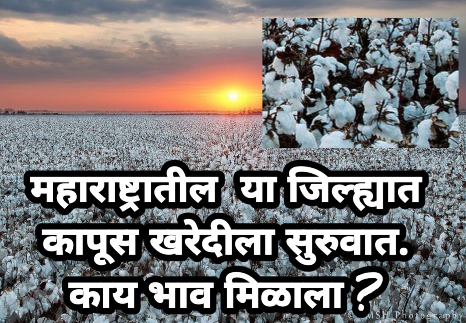 cotton price